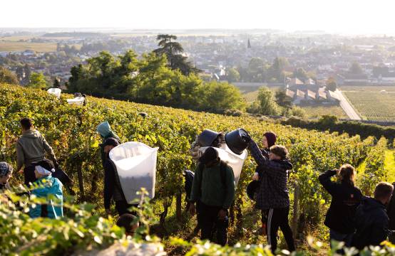 Het oogsten van de druiven