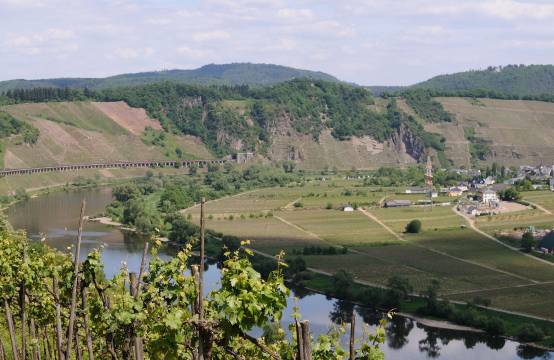 Wijngaard Rothenpfad en Falkenlay