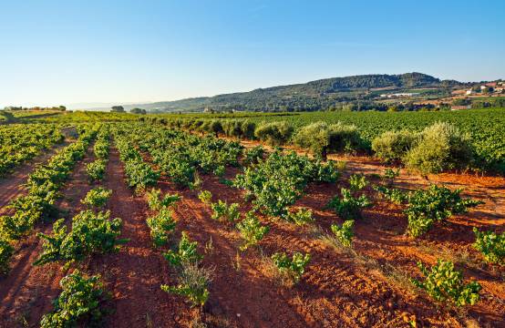 135 jaar oude wijngaard Terroja