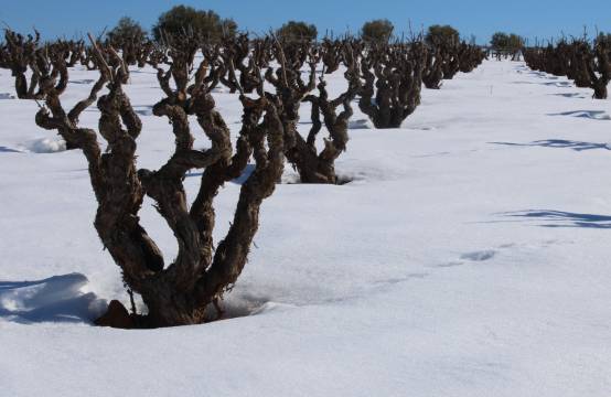 Oude bobalstokken in de sneeuw