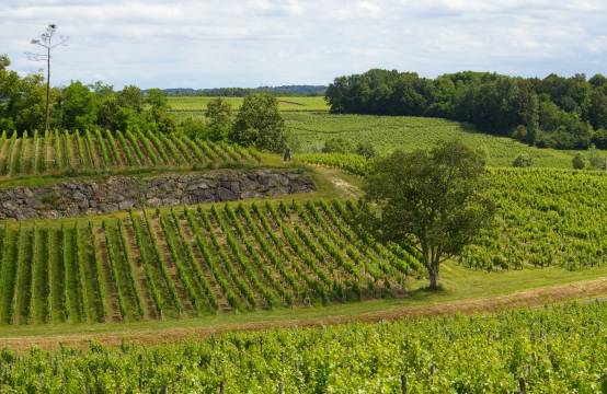 Uitzicht op de wijngaarden in Fronsac